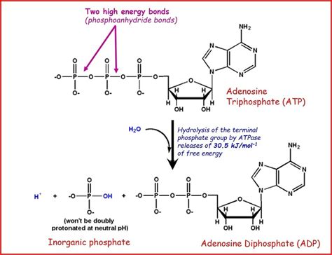 35 Label Each Part Of The Atp Molecule Labels Database 2020