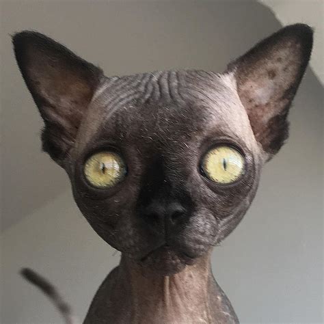 Meet The Incredibly Cute Sphynx Kitten With Hydrocephalus Who Loves