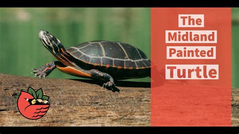 The Midland Painted Turtle Youtube