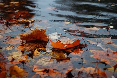 Rain Leaves Pictures Download Free Images On Unsplash