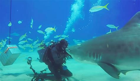 Best Friends With A 15 Foot Tiger Shark For Two Decades The Inertia