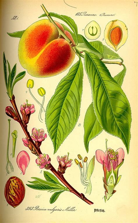 Also try superbena royale top sellers chambray and plum wine. Peach vs. Plum - What's the difference? | Ask Difference