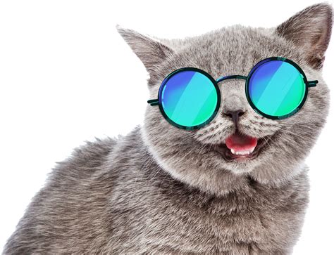 cat funny sunglasses summer fun meme freetoedit...