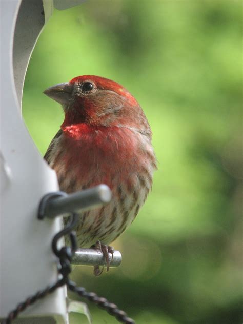 South Burlington Birds Backyard Birds Photos South Burlington