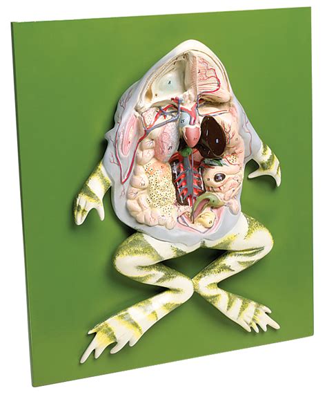 Frog Dissection Model Flinn Scientific