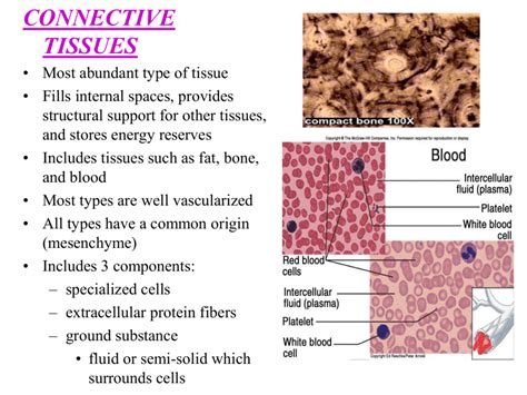 3 Types Of Protein Fibers In Connective Tissue Proteinwalls