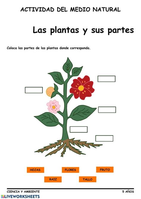 Ficha Interactiva De Partes De La Planta Para Educación Infantil 5 Años