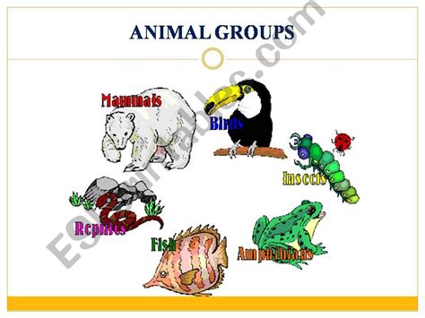 Esl English Powerpoints Animal Groups