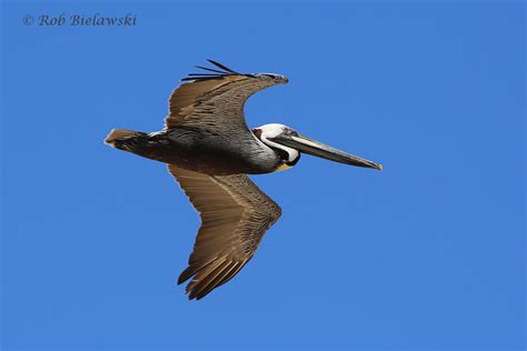 Brown Pelican Beach Birding