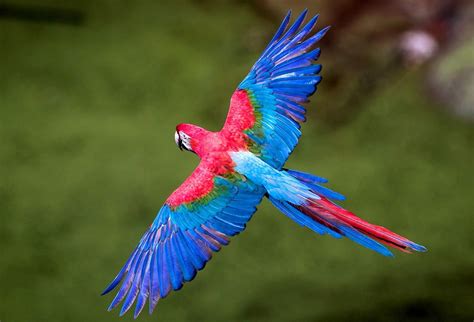 Free Photo Flying Bird Animal Bird Blue Free Download Jooinn