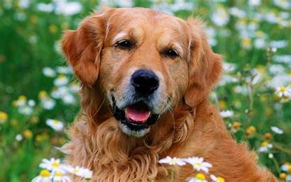 Golden Retriever Shaggy Animals Desktop Dogs Daisies