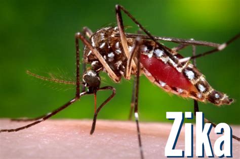 Zika Virus Scott County Iowa