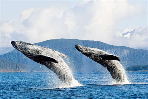 Best Whale Watching In Juneau Alaska When And How To See Whales