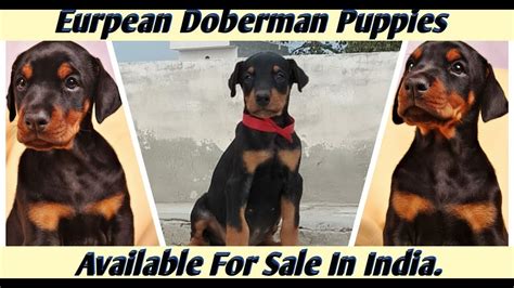 A white (or albino) doberman puppy is incredibly rare and. European Doberman Puppies Available For Sale In India At Super Cheap Price. - YouTube