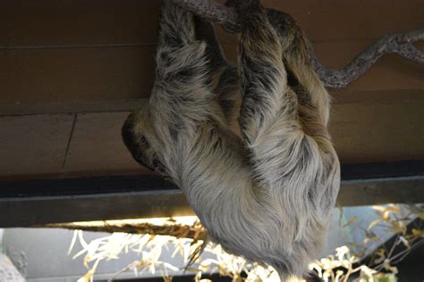 Linnes Two Toed Sloth Zoochat