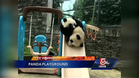 Cute Alert Panda Cubs Play On Swings Slide Youtube