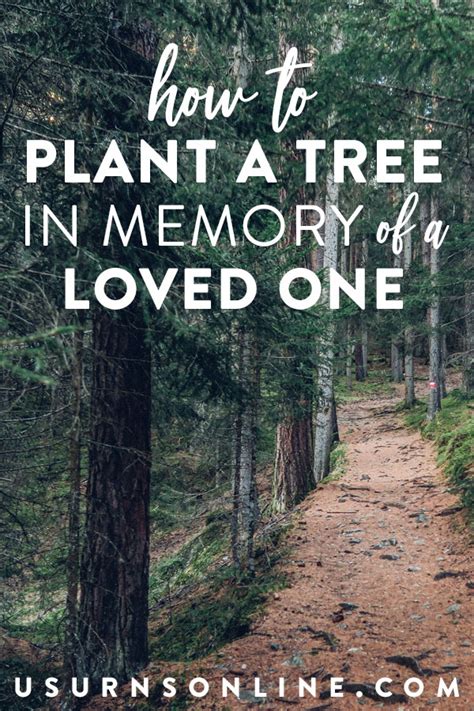 Memorial Trees Plant A Tree In Memory Of Someone Who Has Died Urns