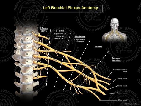 Brachial Plexus Mri Anatomy Human Anatomy 79b
