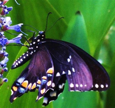 Purple Butterfly Shades Of Purple Butterfly Beautiful Butterflies