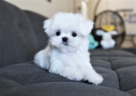 See more ideas about maltese, puppies, maltese puppy. Maltese Puppy For Sale Teacup Toy Maltese Puppies In Las | Dog Breeds Picture
