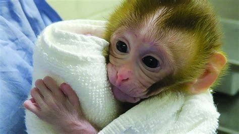 Baby Grady El Mono Que Podría Ayudar A Los Niños Con Cáncer A Ser