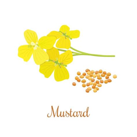 Mustard Flower Clip Art Vector Images And Illustrations Istock