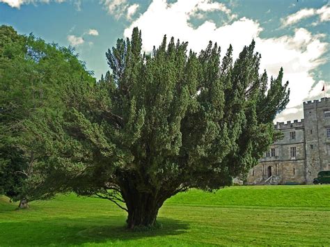 The Irish Yew Taxus Baccata Fastigiata Scotlands Yew Tree Heritage