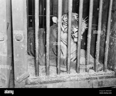 White Tiger Cubs Black And White Stock Photos And Images Alamy