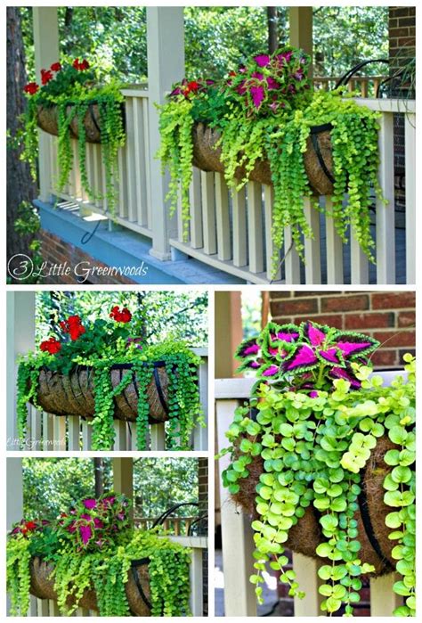 Diy Crafts Must Read Post For Choosing The Easiest And Best Plants For