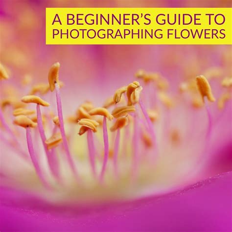 A Beginners Guide To Photographing Flowers