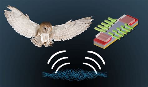 Barn Owls Hearing Inspires New Electronic Devices For Wayfinding