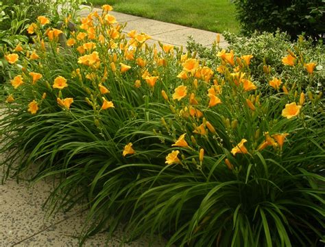 How To Keep Stella De Oro Daylilies Blooming All Season Daylily