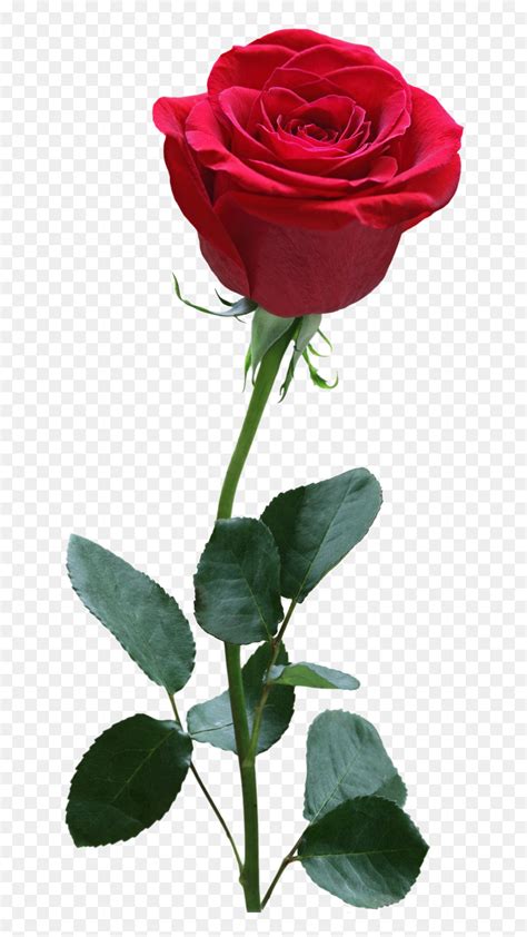 Red Rose Flower Png Transparent Png Vhv