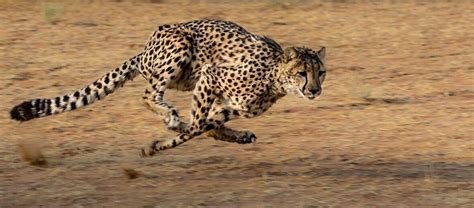 The Fastest Land Animal On Earth The Cheetah Critter Science