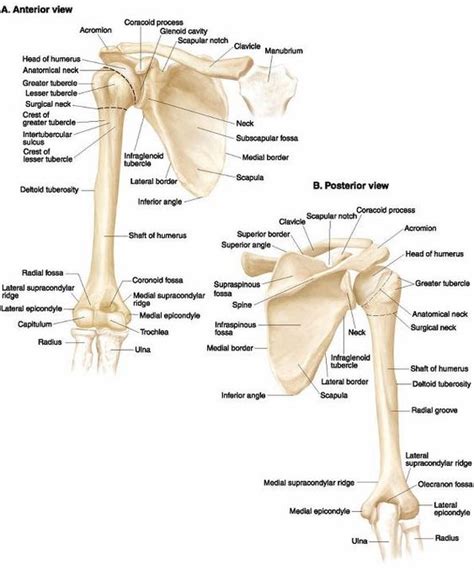 Shoulder And Upper Limb Bone Anatomy Hand Elbow Shoulder Pinterest
