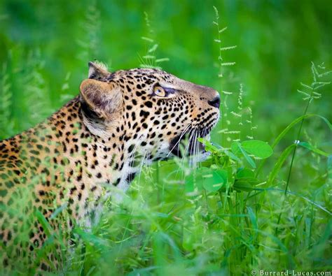 Burrard Lucas Wild Cats Leopards Animals Wild