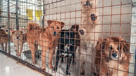 ‘its Devastating Over 100 Dogs Euthanized At Atlanta Shelters Due