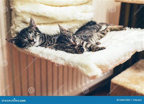Two Adorable Tiny Tabby Kittens Lying Sleeping Stock Photo Image Of