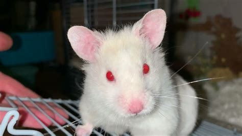 Pinkie The Syrian Albino Hamster Out And About In London United Kingdom