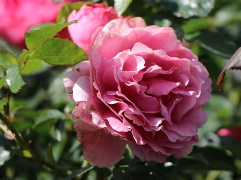 Edelrose Caprice De Meilland ® Expertenwissen Zu Dieser Rose