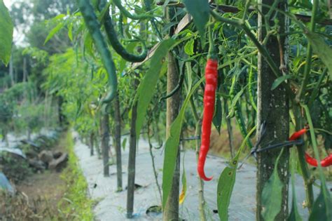 Terdapat 21 jenis tanaman sayuran yang dibudidayakan oleh petani di kabupaten manokwari, dengan luas panen 1. Tanaman Sayur Di Kebun Bibit Desa Part 1 | Desa Pagerandong