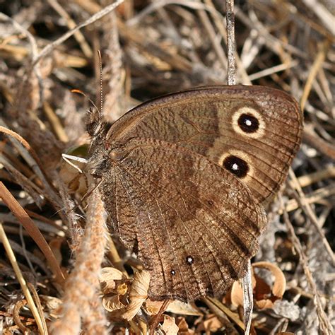 Brown Butterfly With Eye Spots Cercyonis Pegala Bugguidenet