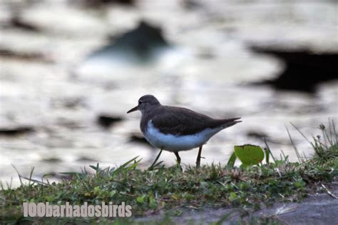 Birds Of Barbados December In Review Birds Photographs