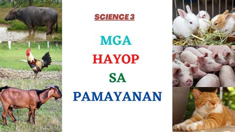 Science 3 Quarter 2 Week 2 Mga Hayop Sa Pamayanan Youtube