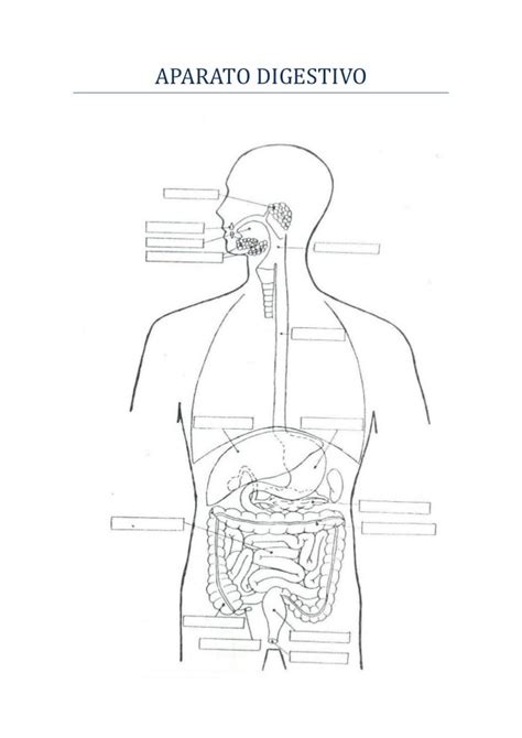 El Sistema Digestivo Para Pintar El Sistema Digestivo ¿qué Es El