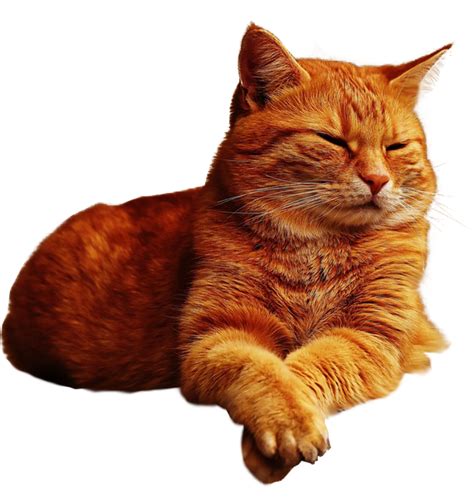Download High Quality Cat Transparent Background Transparent Png Images