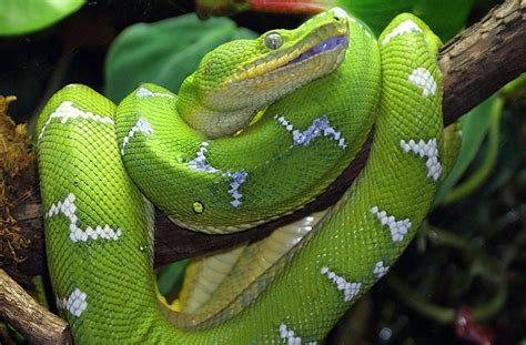 When Is The Best Time To See The Emerald Tree Boa At The