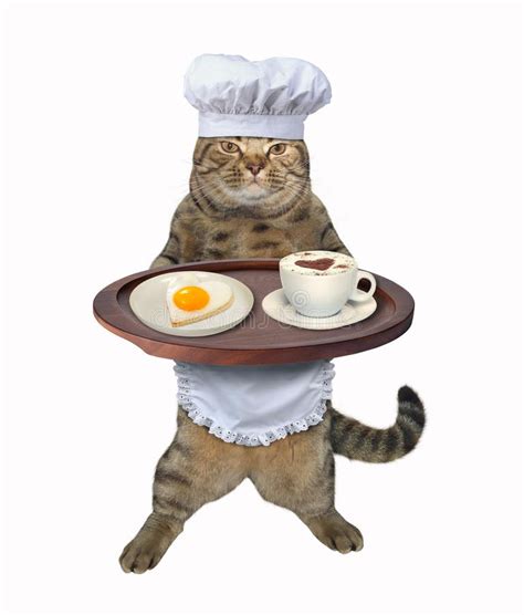 Silly Cats Funny Cats Image Chat Cat Icon Cat Coffee Black Coffee