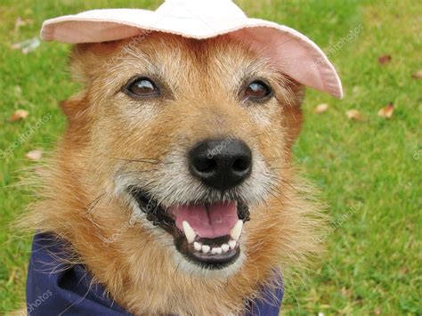 Dog In A Hat With A Happy Smile — Stock Photo © Suemack