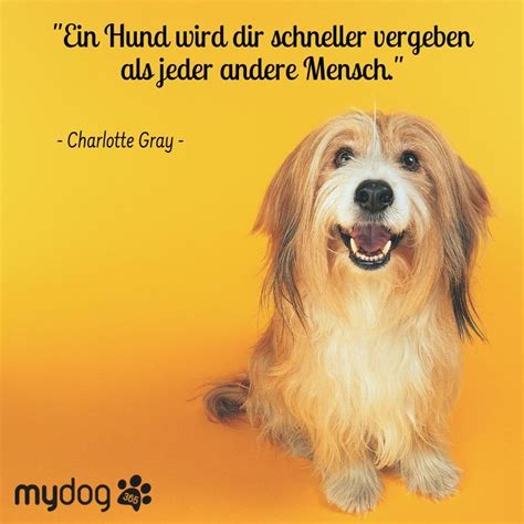 Hunde Sind Eine Treue Seele Und Sind Nicht Nachtragend Dogs